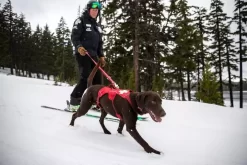 Ruffwear Patroller Cindercone Red Leash -Ruffwear ruffwear patroller cindercone red leash dvkm.jpg