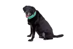 Ruffwear Swamp Cooler Dog Cooling Neck Gaiter Aurora Teal/ Heliotrope Purple -Ruffwear ruffwear swamp cooler dog cooling neck gaiter aurora teal heliotrope purple 5lo1.jpg