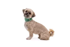 Ruffwear Swamp Cooler Dog Cooling Neck Gaiter Aurora Teal/ Heliotrope Purple -Ruffwear ruffwear swamp cooler dog cooling neck gaiter aurora teal heliotrope purple cvpm.jpg