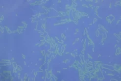 Ruffwear Swamp Cooler Dog Cooling Neck Gaiter Aurora Teal/ Heliotrope Purple -Ruffwear ruffwear swamp cooler dog cooling neck gaiter aurora teal heliotrope purple k439.jpg